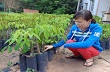 Tây Ninh: Cao su rớt giá, không chỉ người trồng lao đao 